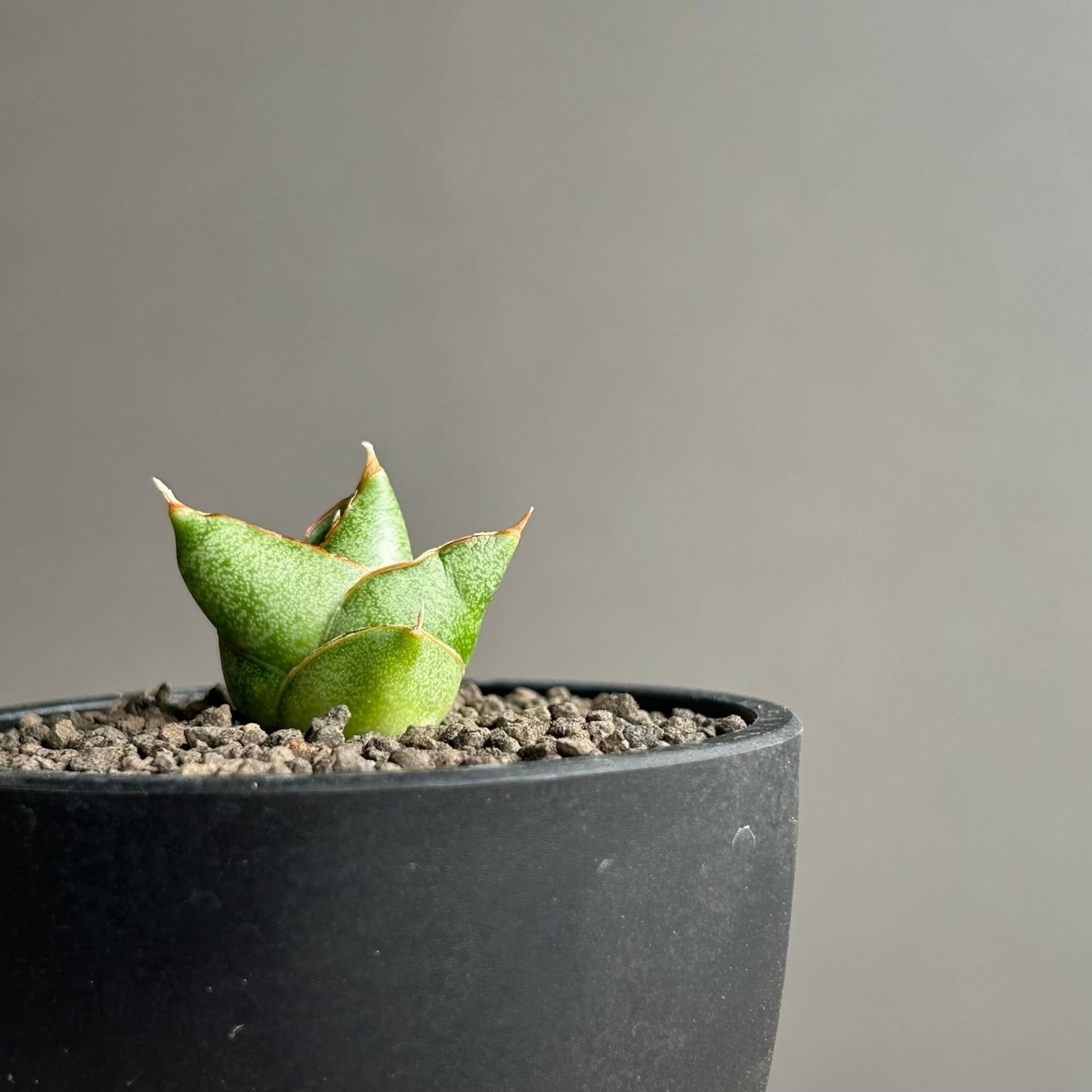 サンセベリア サンラック｜Sansevieria San Luk｜アンヤマニーガーデン