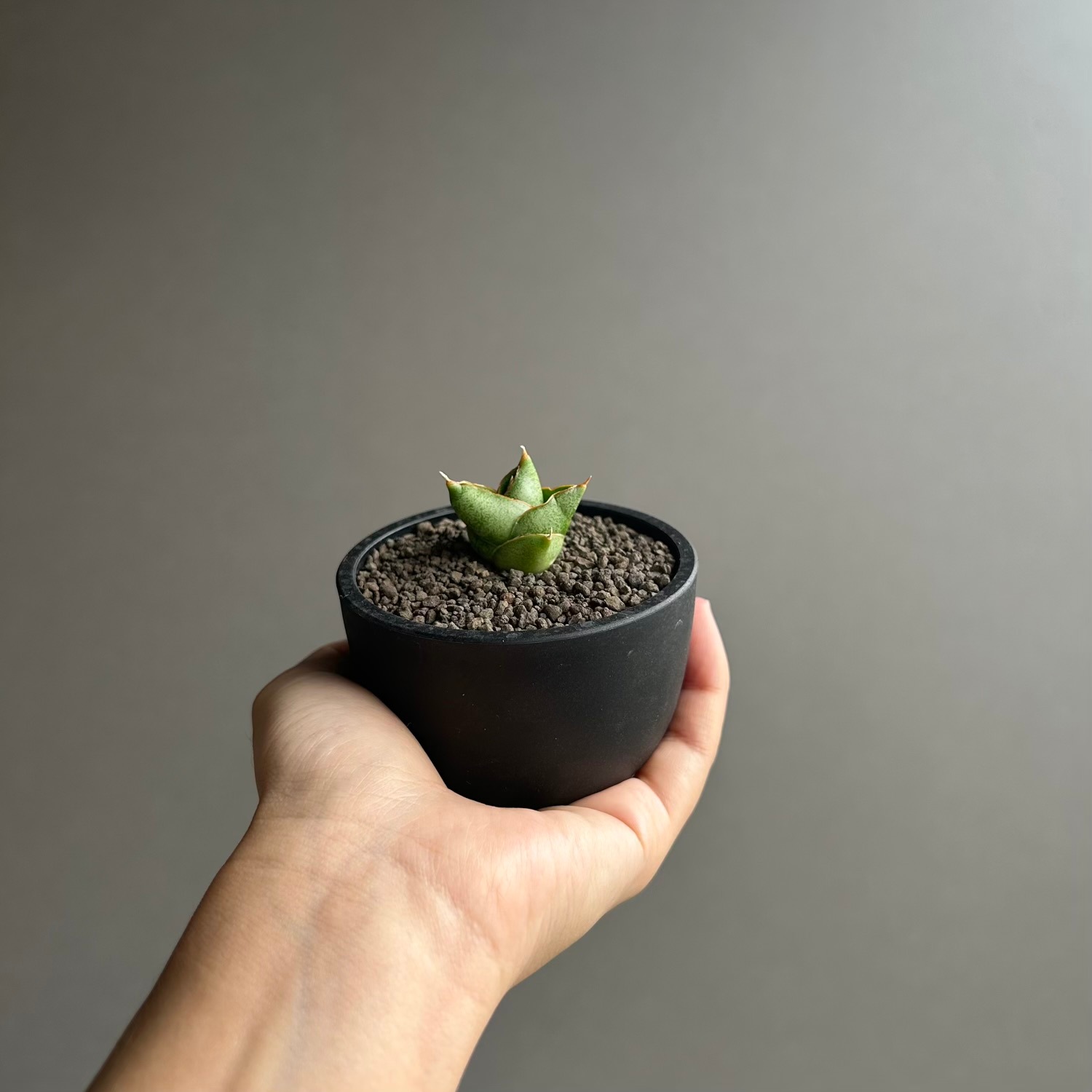 サンセベリア サンラック｜Sansevieria San Luk｜アンヤマニーガーデン