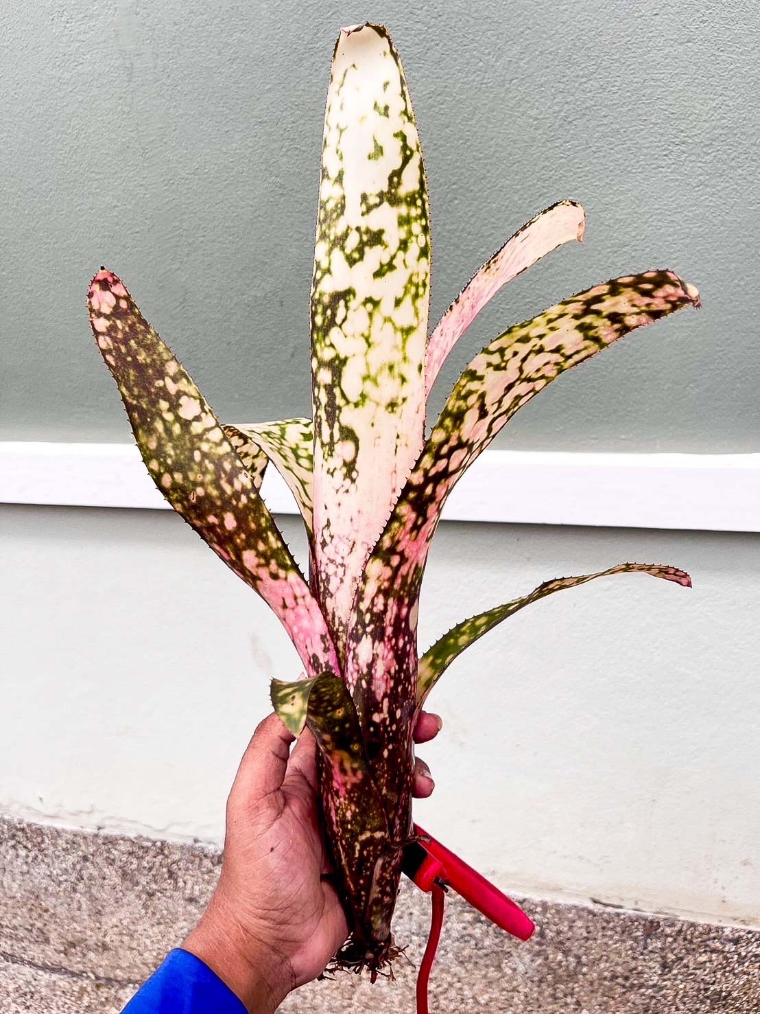 Billbergia 'Kolan White Lace'｜ビルベルギアの一株｜SHOUCHIKU-EN