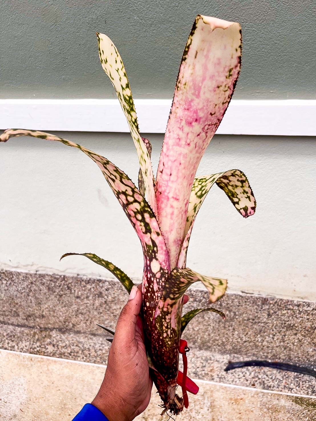 Billbergia 'Kolan White Lace'｜ビルベルギアの一株｜SHOUCHIKU-EN