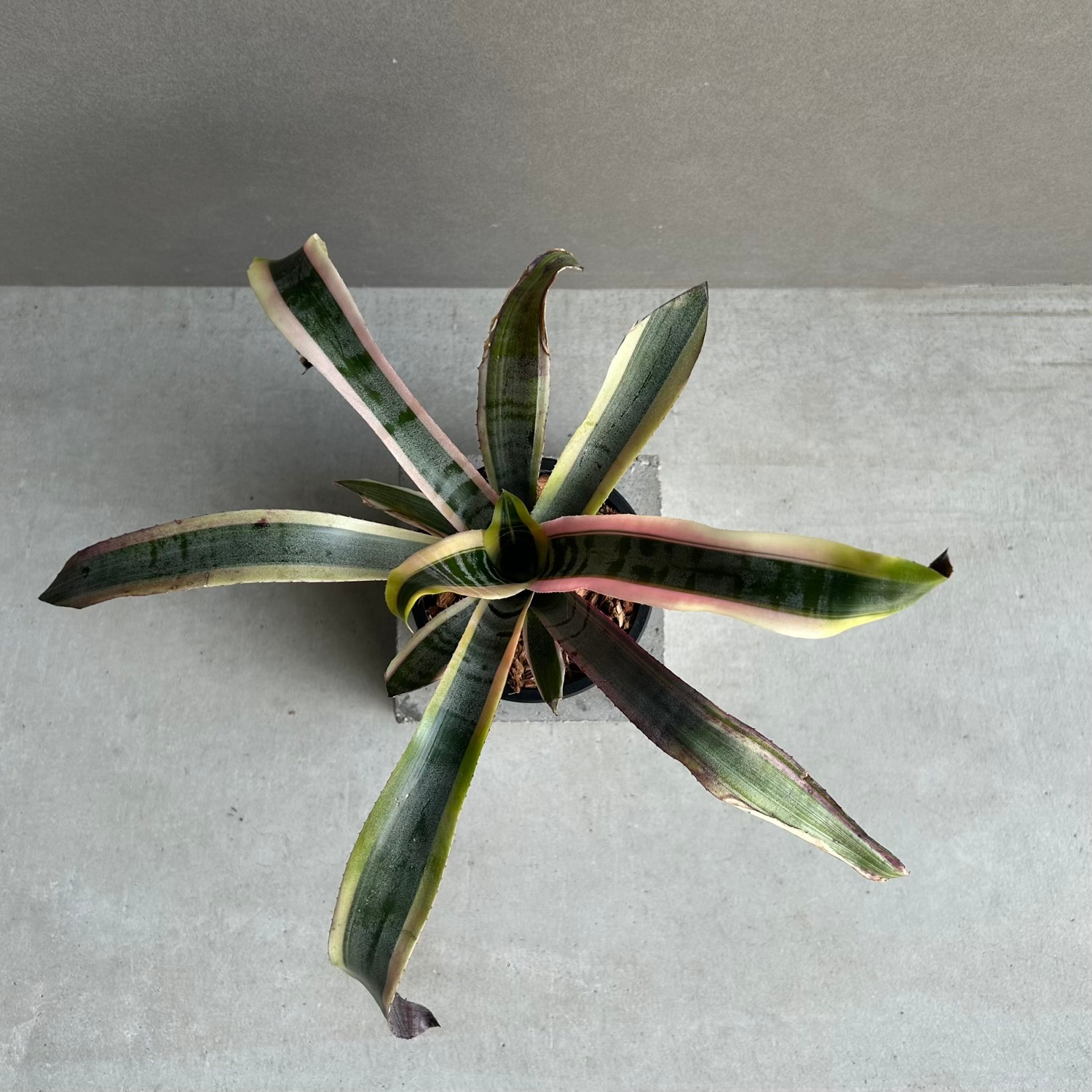 eba plants】9/8-27 Aechmea Otto /エクメア オットー Yahoo