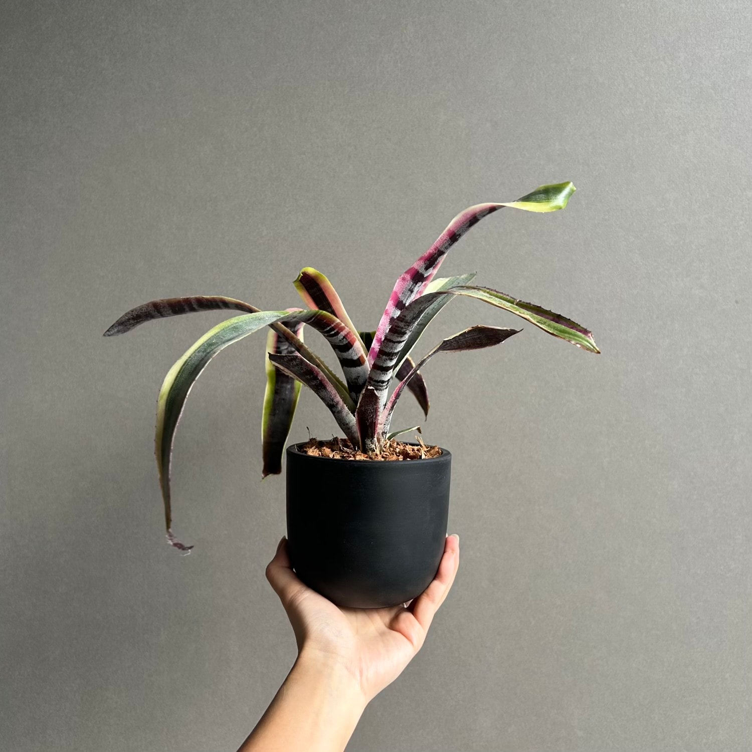 eba plants】9/8-27 Aechmea Otto /エクメア オットー Yahoo