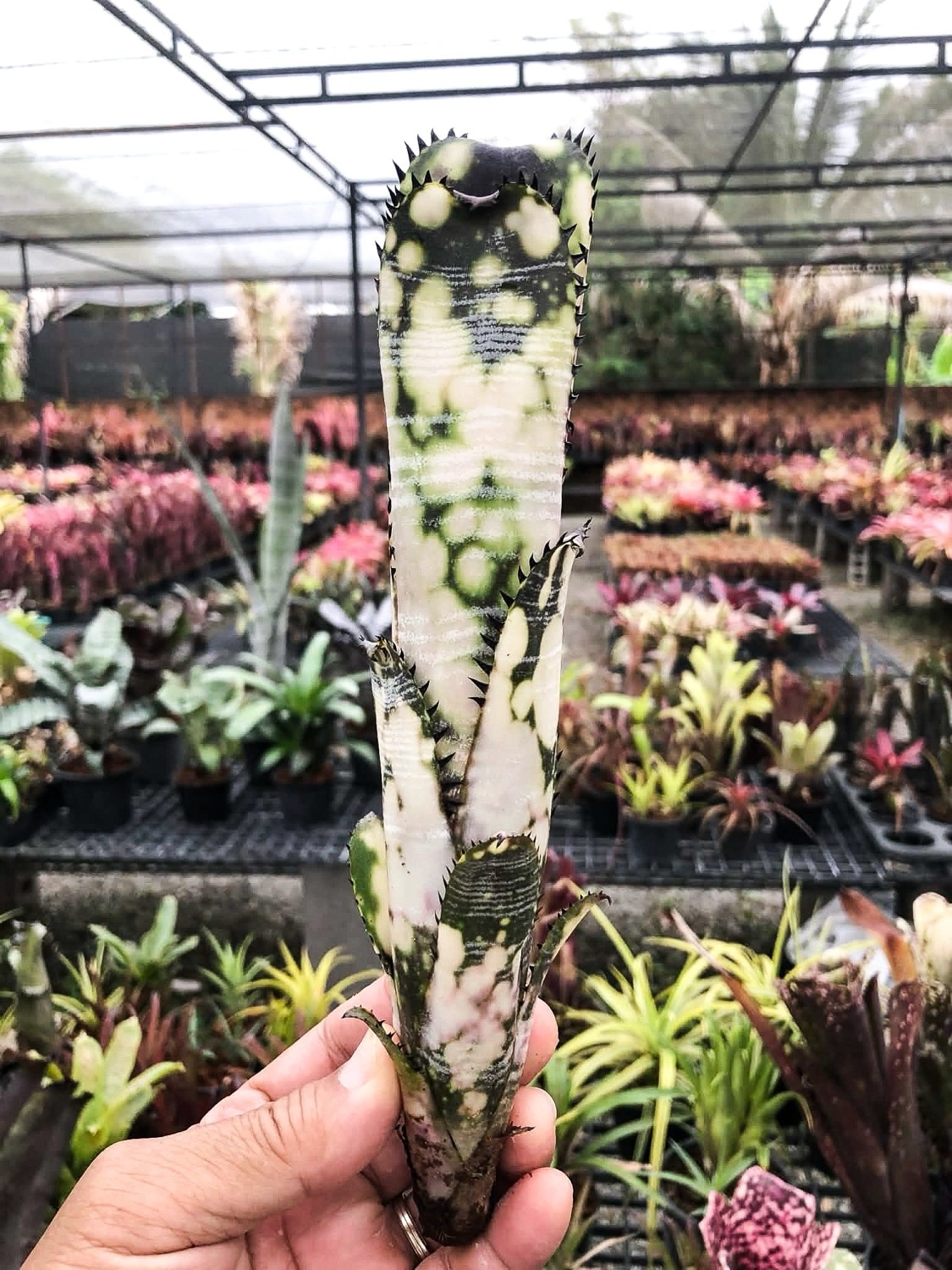 ブロメリア・エアープランツ Billbergia Domingos Martins ビルベルギア ドミンゴスマーティンス｜Billbergia タンクブロメリア