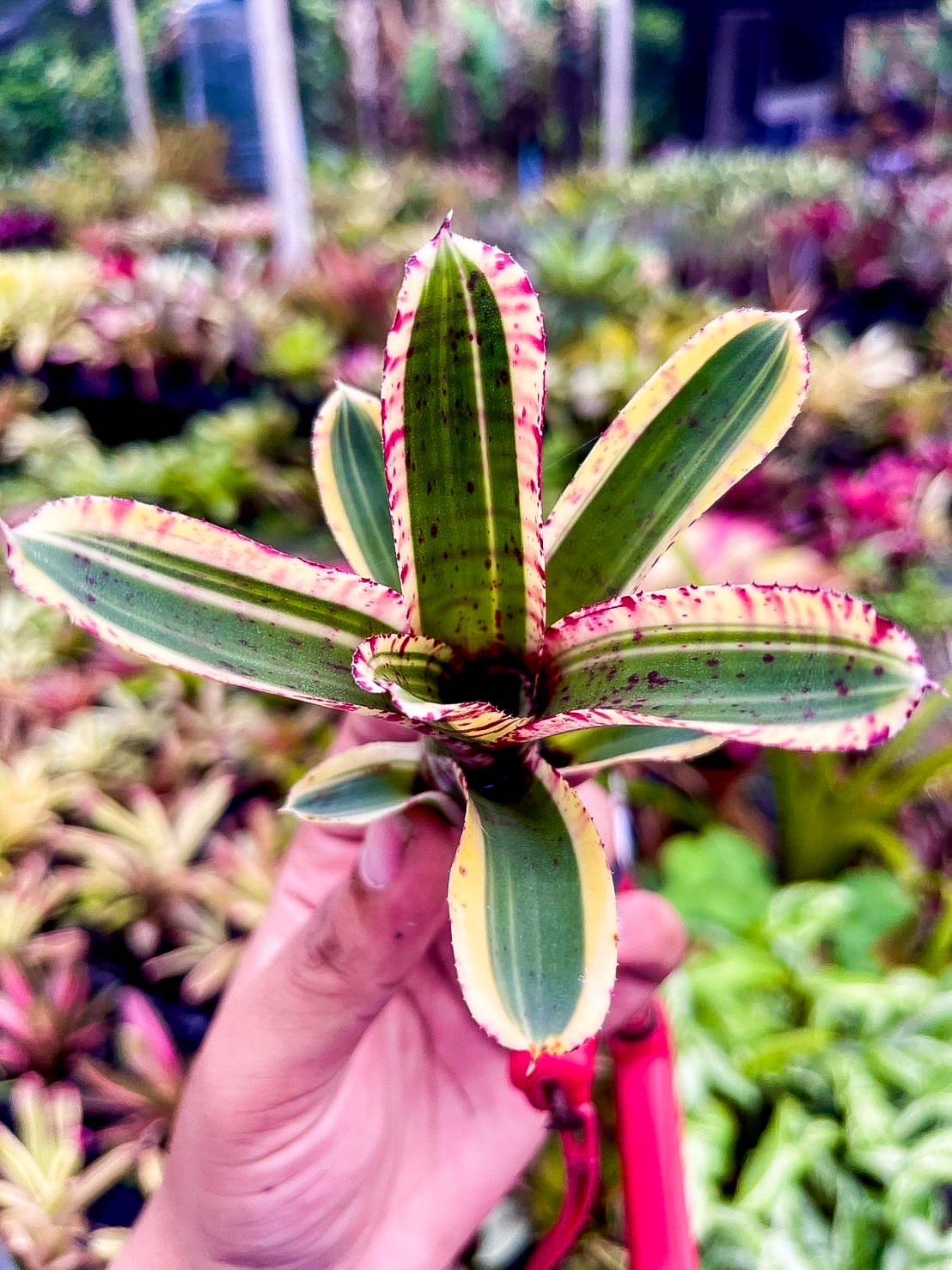 Neoregelia 'Toy Tiger'｜ネオレゲリアの一株｜SHOUCHIKU-EN