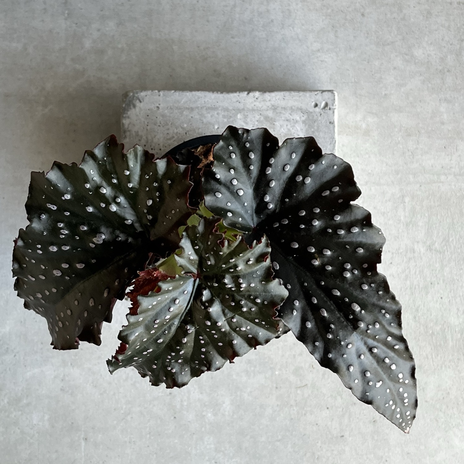 ベゴニア リトルミスマミー Begonia Little Miss Mummey｜観葉植物