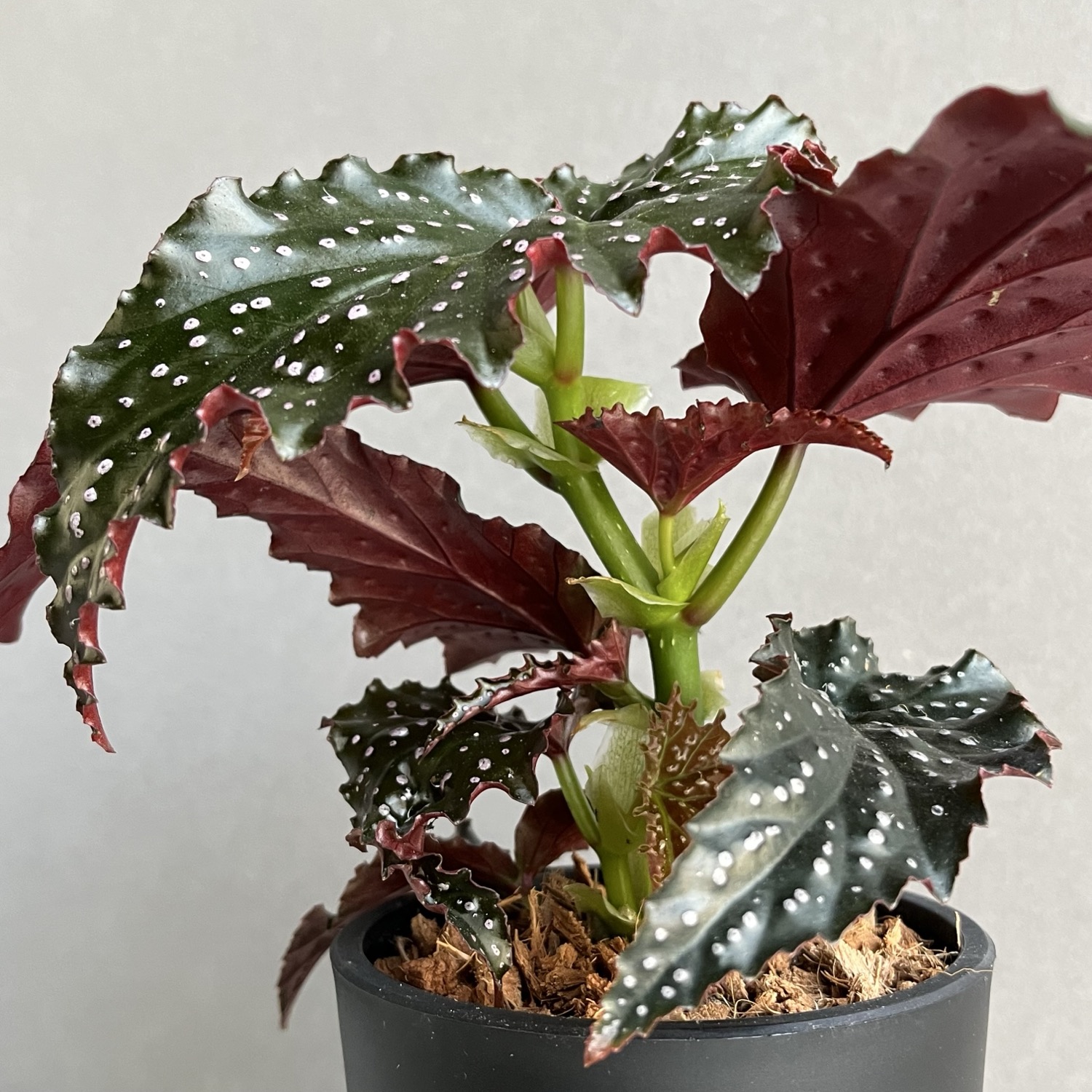 ベゴニア リトルミスマミー Begonia Little Miss Mummey｜観葉植物