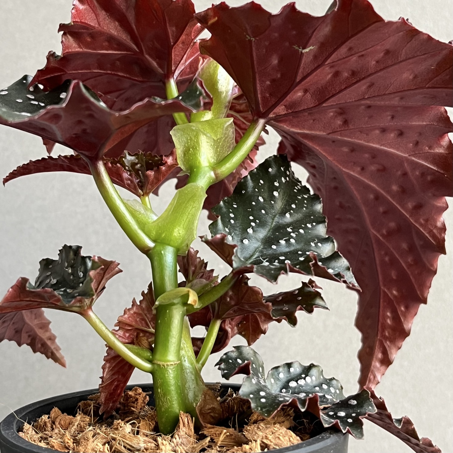 ベゴニア リトルミスマミー Begonia Little Miss Mummey｜観葉植物