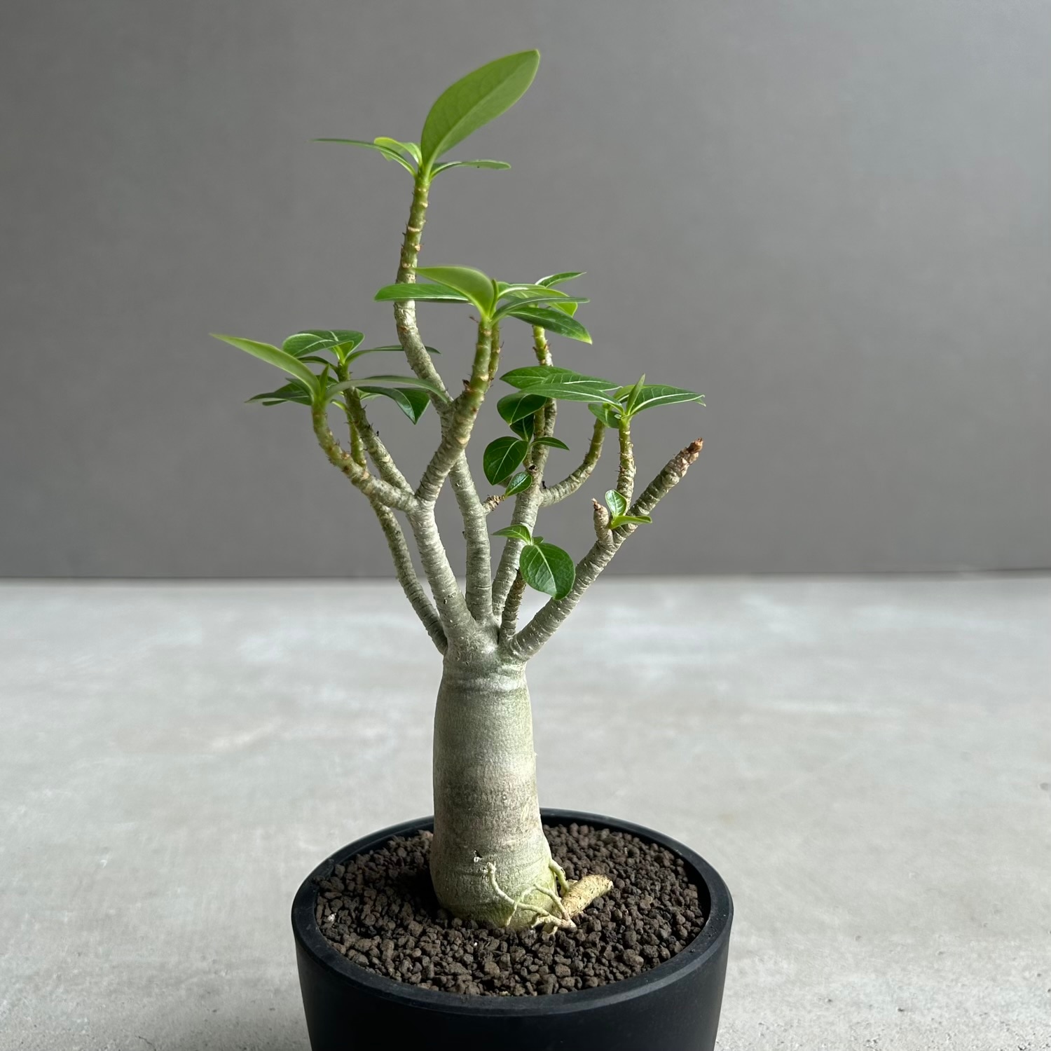 アデニウム アラビカム｜Adenium arabicum｜コンパクトサイズ｜松竹園