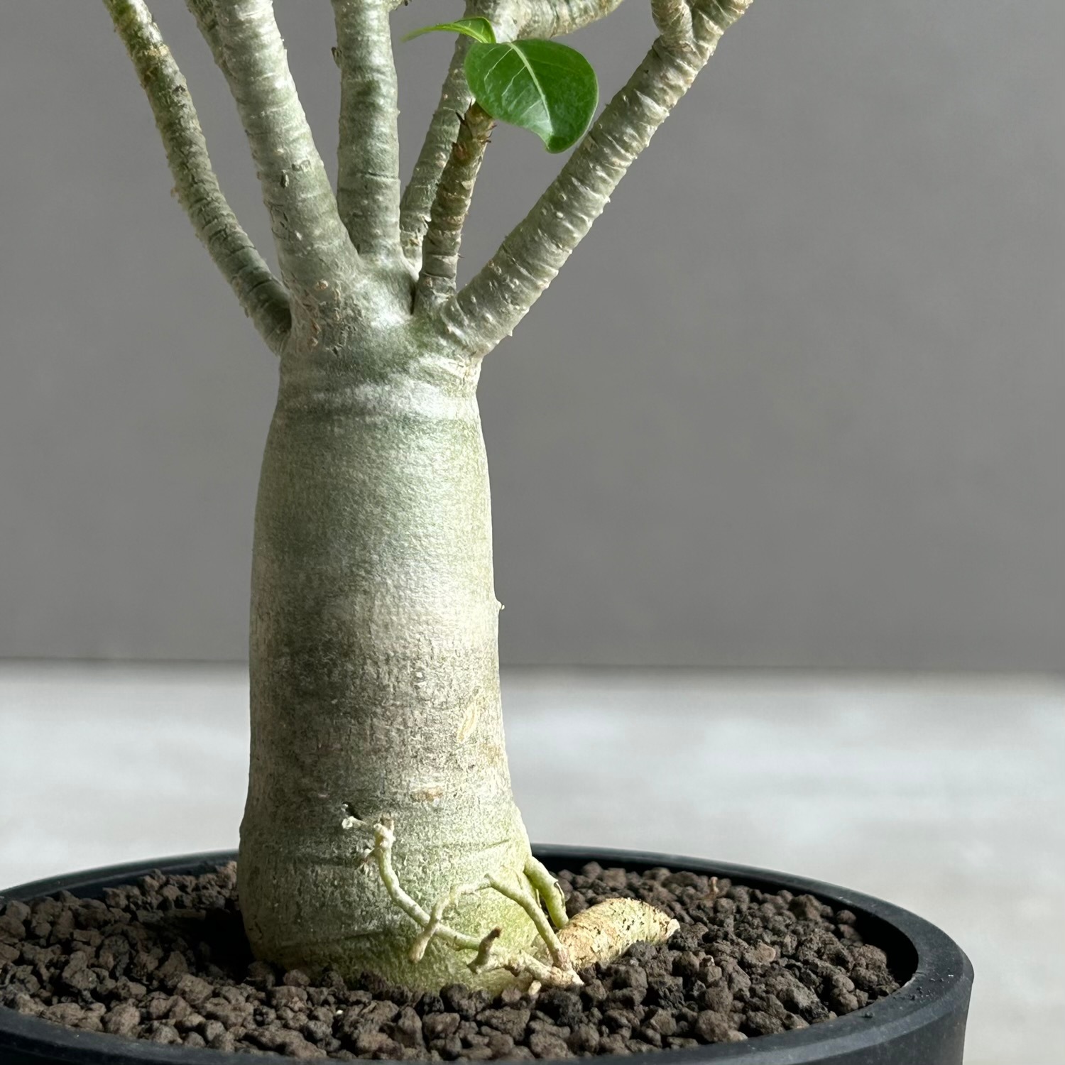 アデニウム アラビカム｜Adenium arabicum｜コンパクトサイズ｜松竹園