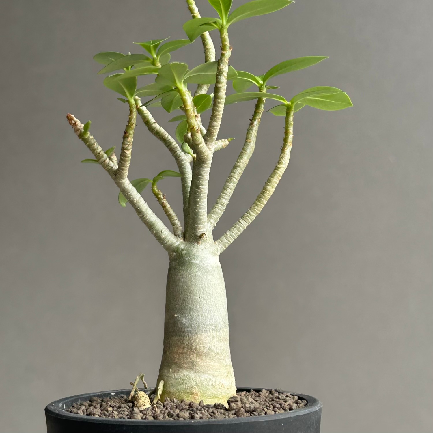アデニウム アラビカム｜Adenium arabicum｜コンパクトサイズ｜松竹園