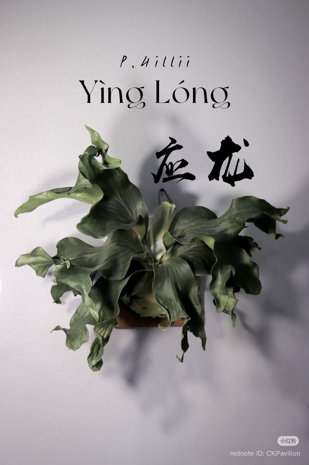 ビカクシダ イン ロン（応龍・子株）｜Platycerium hillii Ying Long