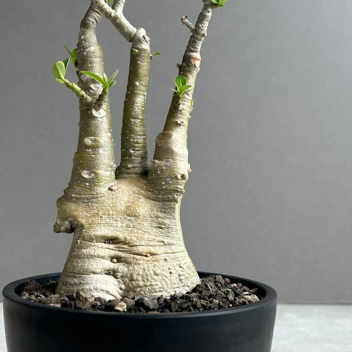 3. アデニウム ☆ Adenium Thai Socotranum ☆ 塊根植物 コーデックス