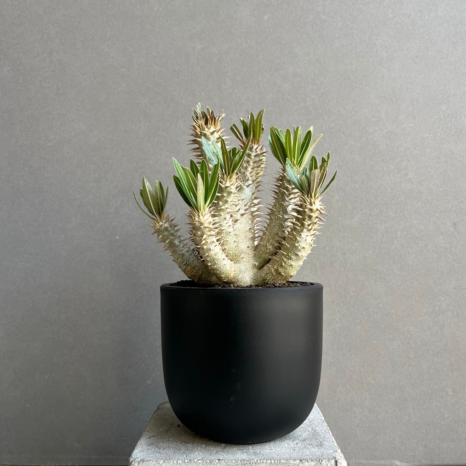パキポディウム イノピナツム Pachypodium inopinatum｜塊根植物