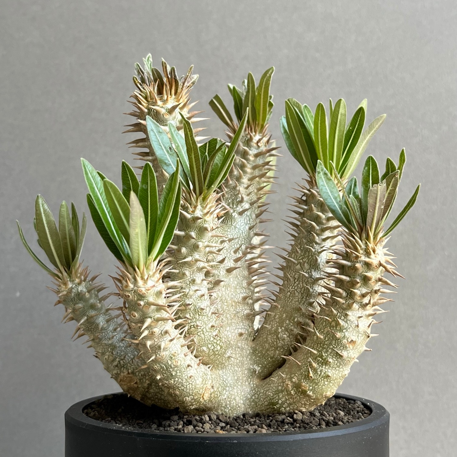 パキポディウム イノピナツム Pachypodium inopinatum｜塊根植物