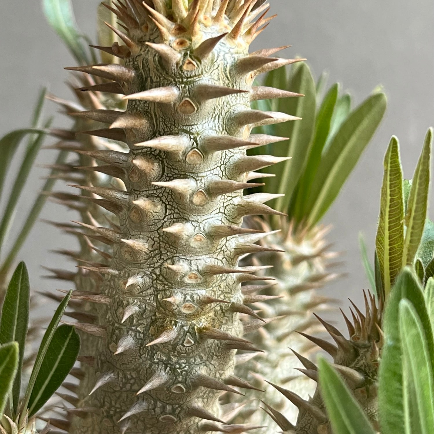 パキポディウム イノピナツム Pachypodium inopinatum｜塊根植物