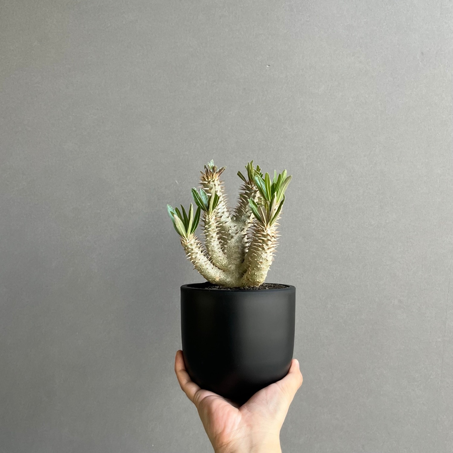 パキポディウム イノピナツム Pachypodium inopinatum｜塊根植物