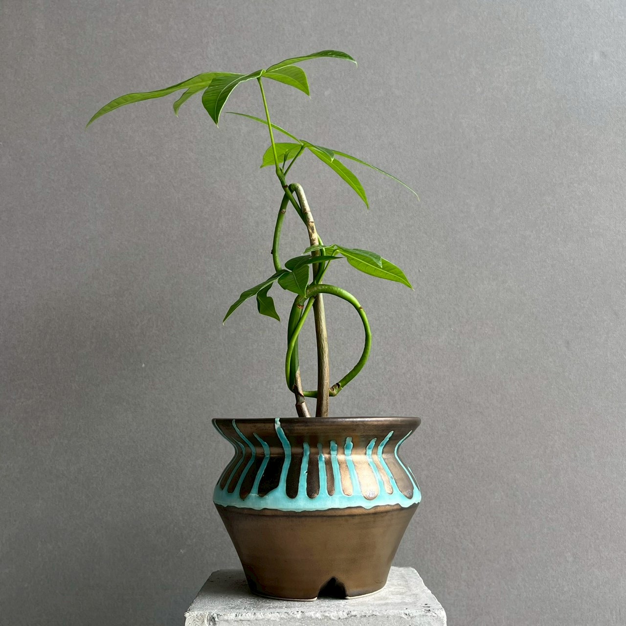 青青年の樹観葉植物　ガーデニング　植木鉢　幸運　成長　進展　発展 もう枯らさない！観葉植物の育て方 プロが教えるセオリー＆アイデア