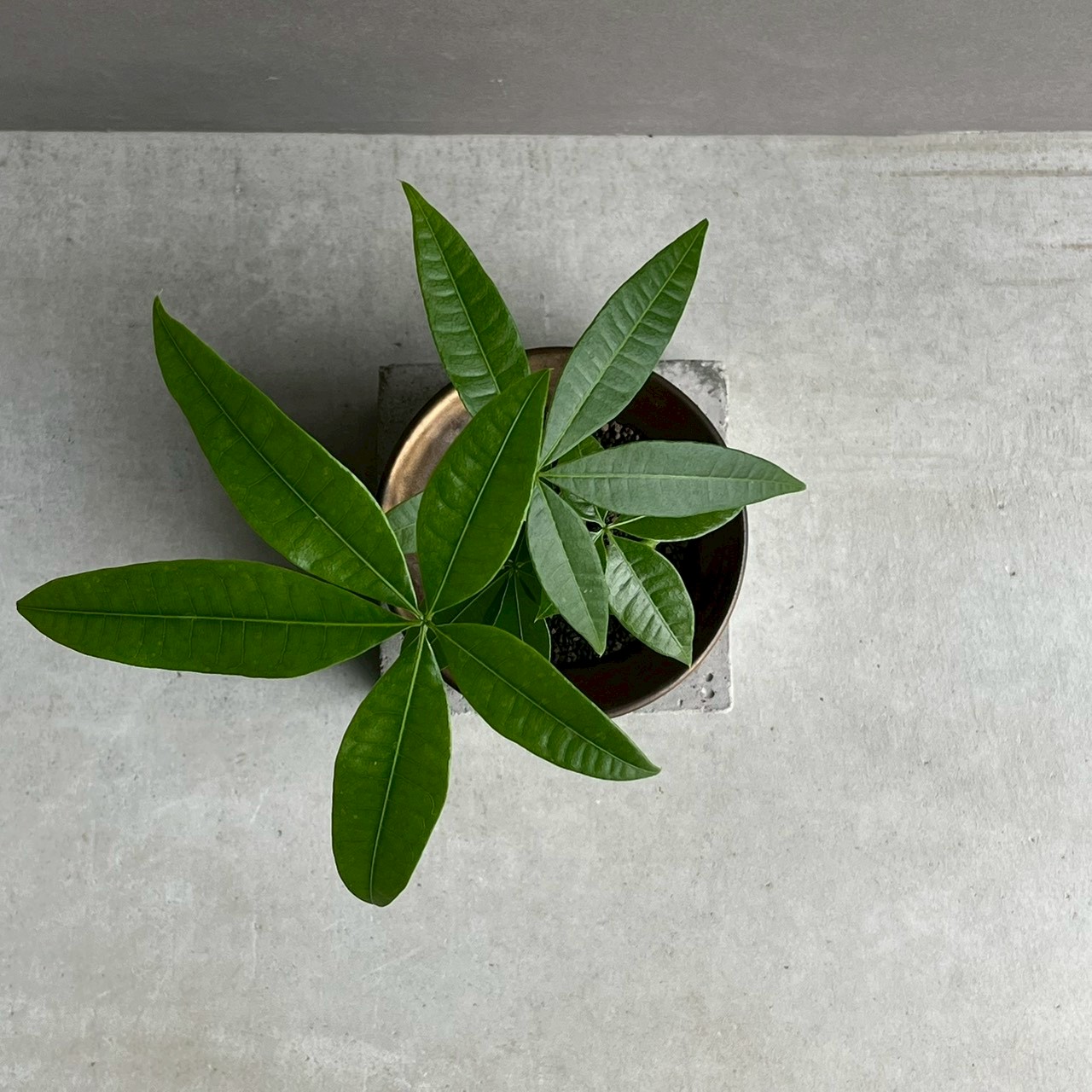 パキラ カービング 実生苗｜個性的な樹形が魅力の観葉植物｜YON-HACHI