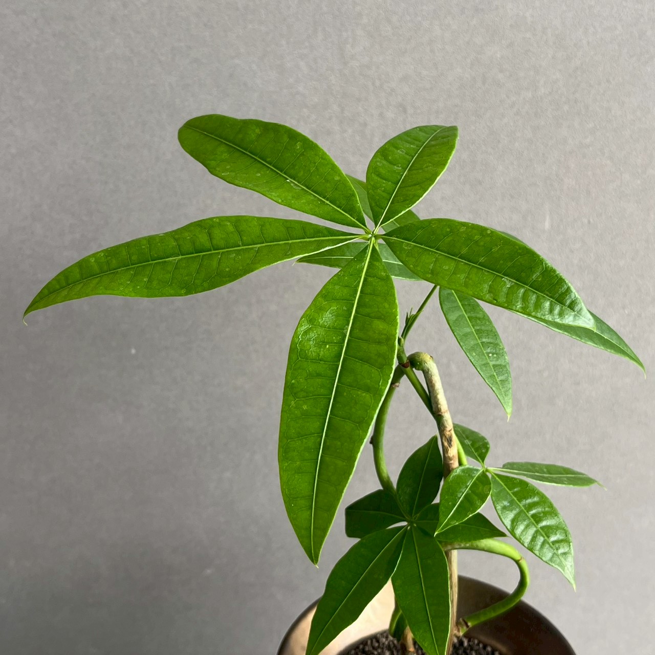 パキラ カービング 実生苗｜個性的な樹形が魅力の観葉植物｜YON-HACHI