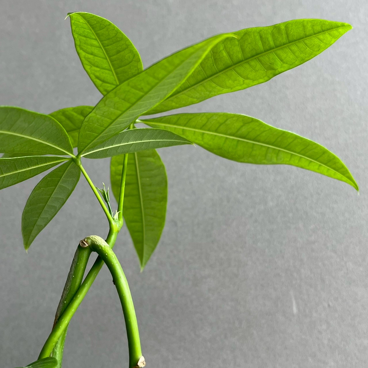 パキラ カービング 実生苗｜個性的な樹形が魅力の観葉植物｜YON-HACHI
