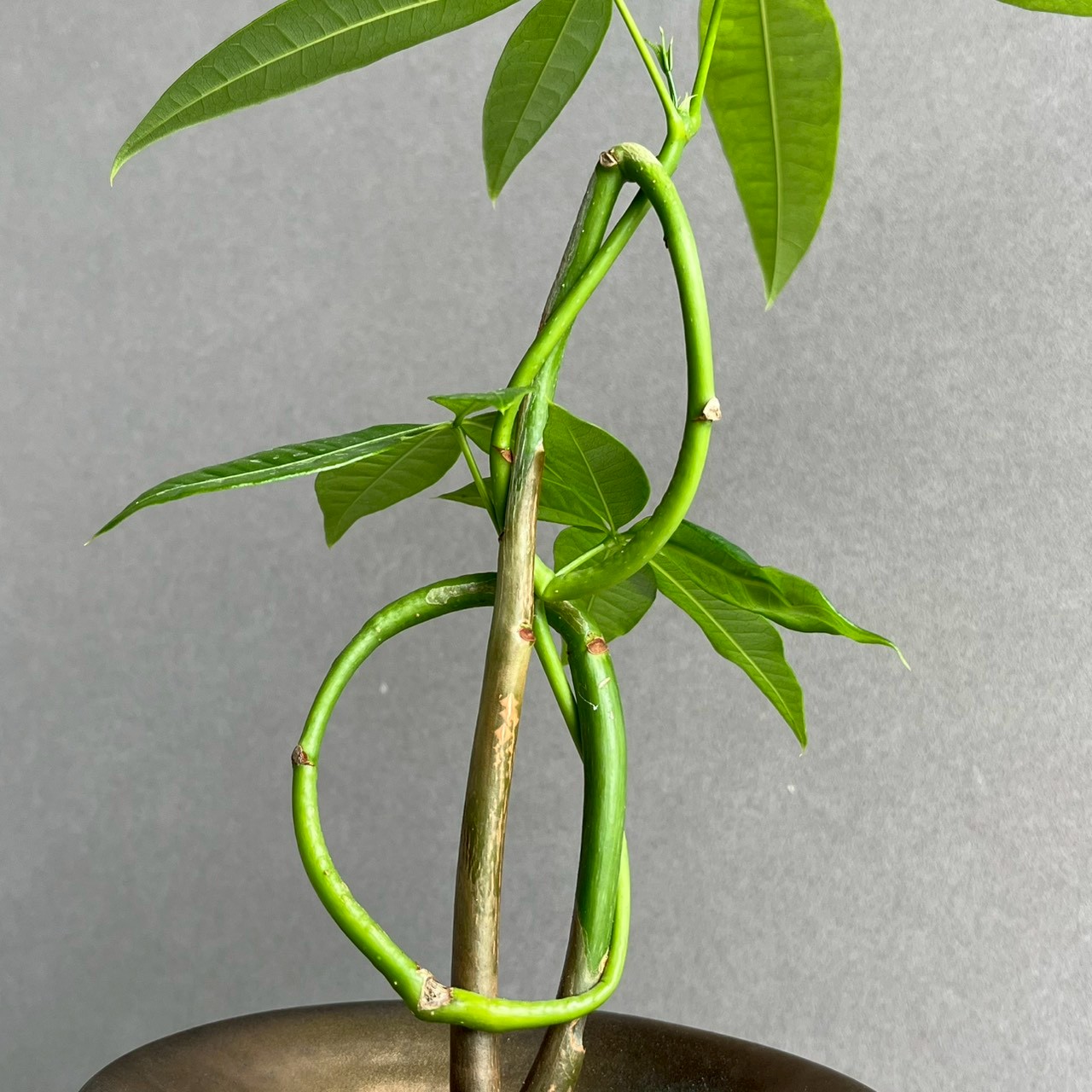 パキラ カービング 実生苗｜個性的な樹形が魅力の観葉植物｜YON-HACHI