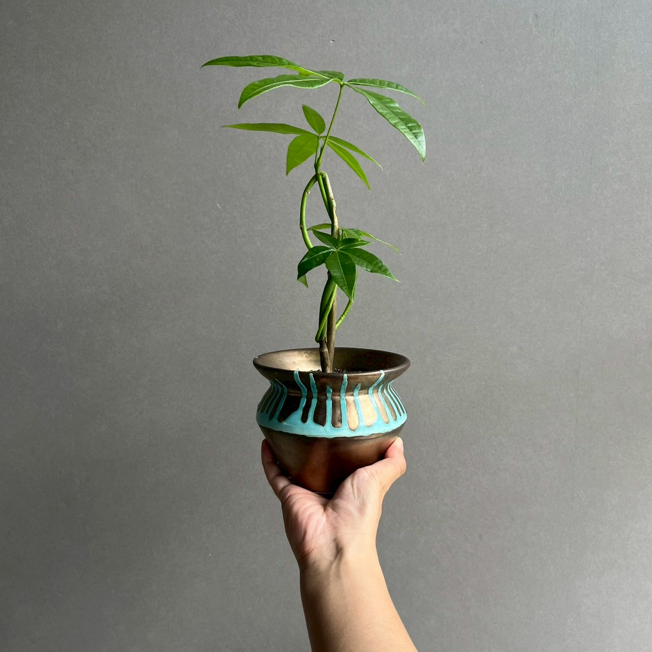 パキラ カービング 実生苗｜個性的な樹形が魅力の観葉植物｜YON-HACHI