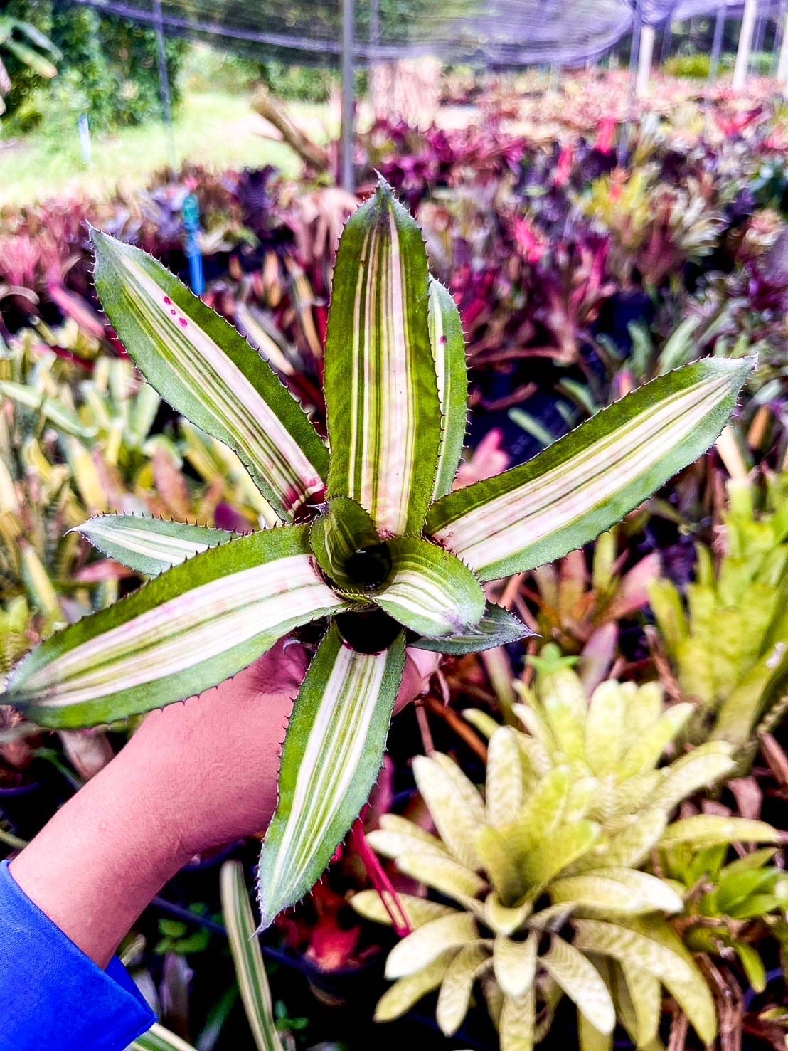 Aechmea 'Bert' variegated｜エクメアの一株｜SHOUCHIKU-EN