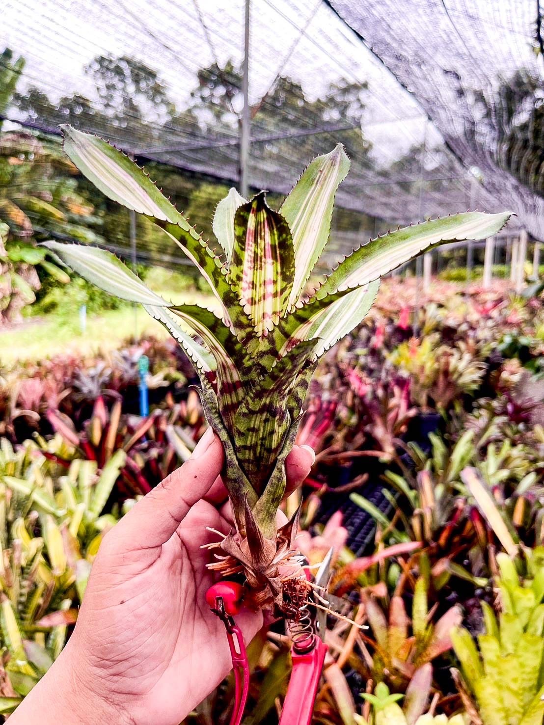 Aechmea 'Bert' variegated｜エクメアの一株｜SHOUCHIKU-EN