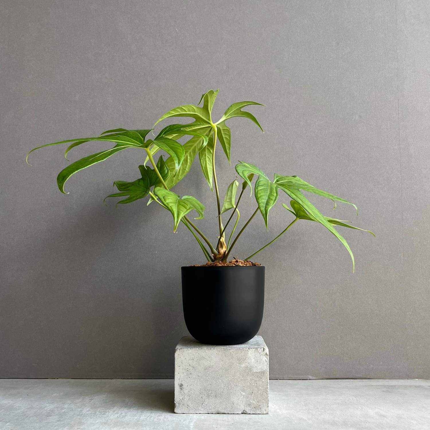 Anthurium pedatoradiatumアンスリウム　ペダトラディアツム fit=scale-down,w=1200