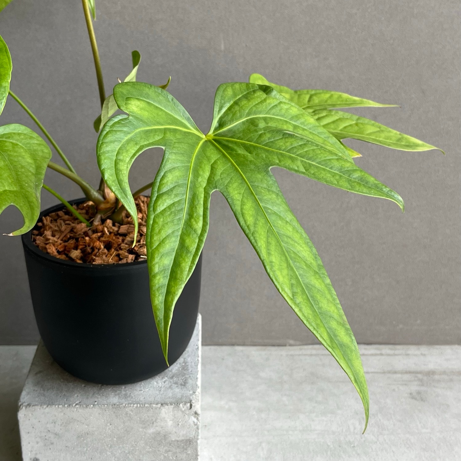 アンスリウム ペダトラディアツム Anthurium pedatoradiatum｜観葉植物