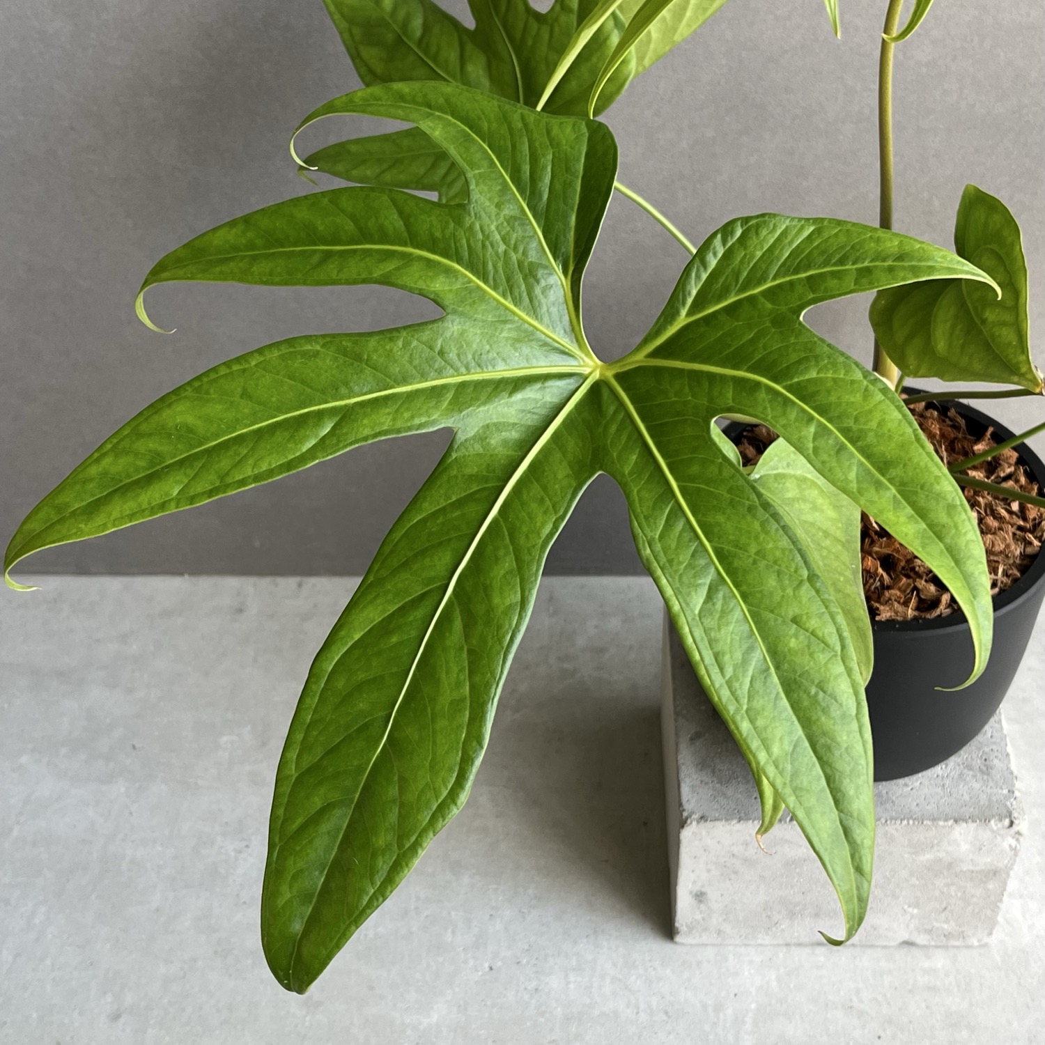 アンスリウム ペダトラディアツム Anthurium pedatoradiatum｜観葉植物