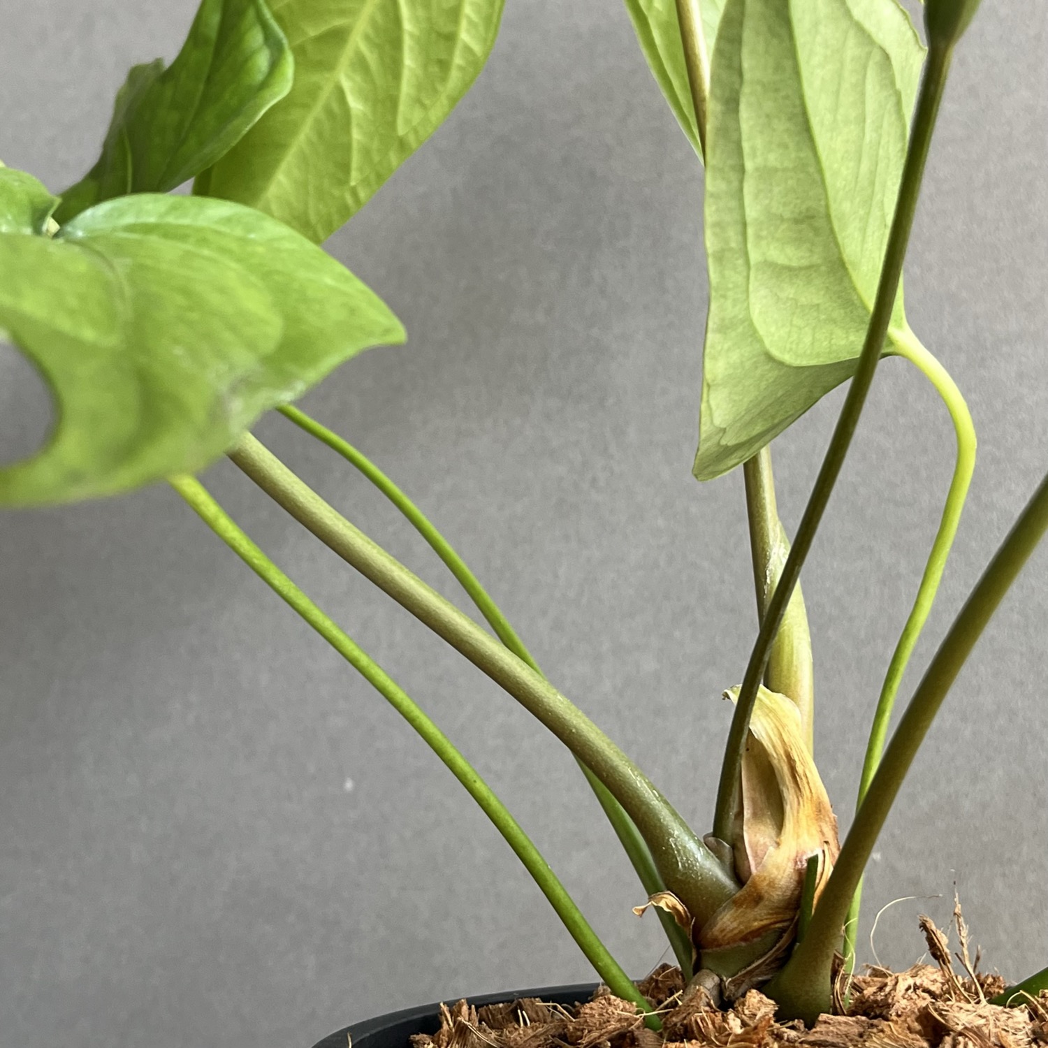 Anthurium pedatoradiatumアンスリウム　ペダトラディアツム アンスリウム ペダトラディアツム Anthurium pedatoradiatum｜観葉植物