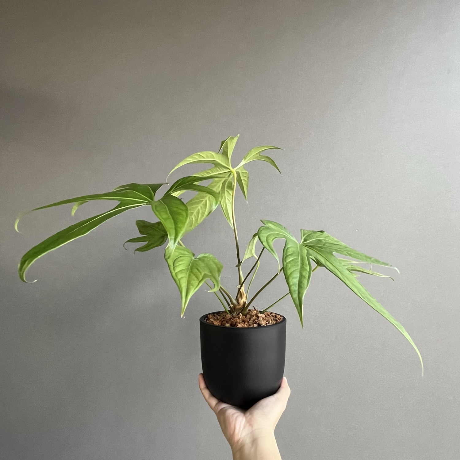 アンスリウム ペダトラディアツム Anthurium pedatoradiatum｜観葉植物