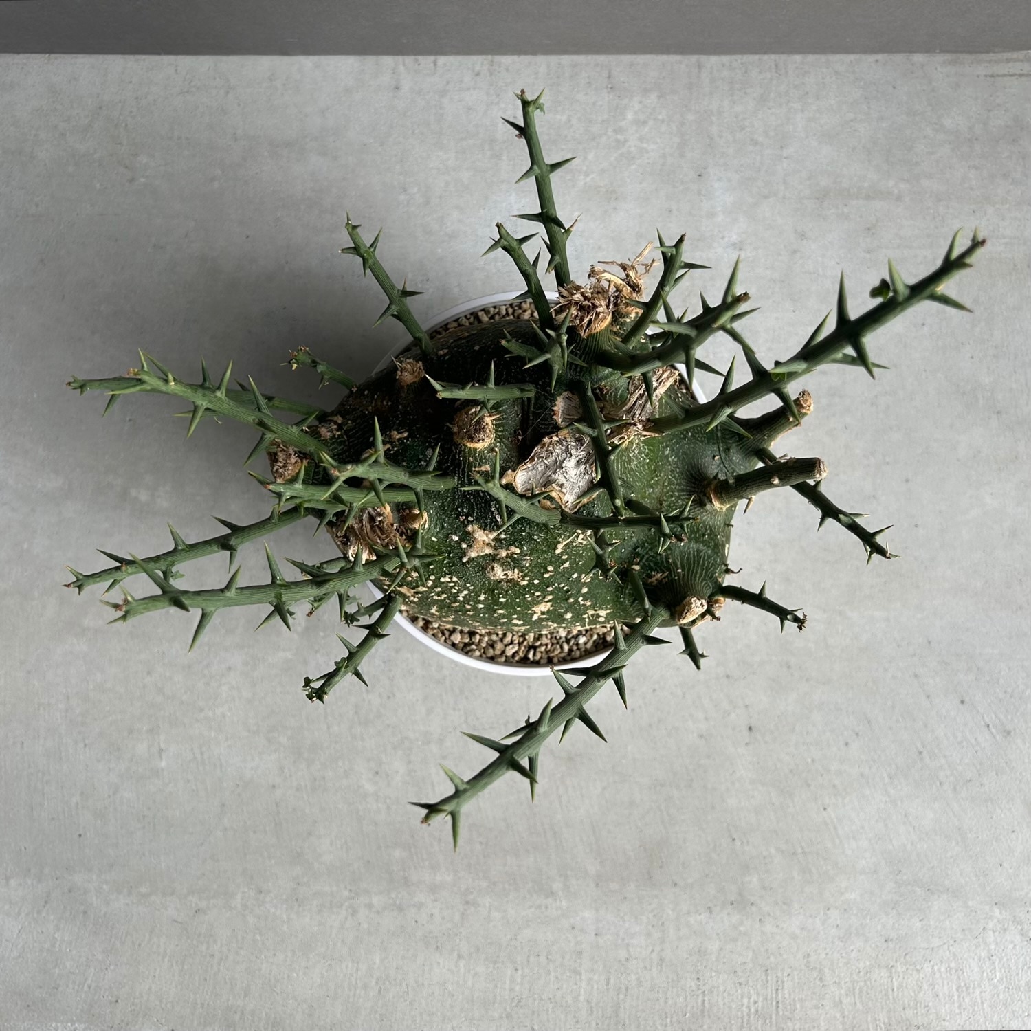 アデニア プセウドグロボーサ｜Adenia pseudoglobosa｜希少コーデック
