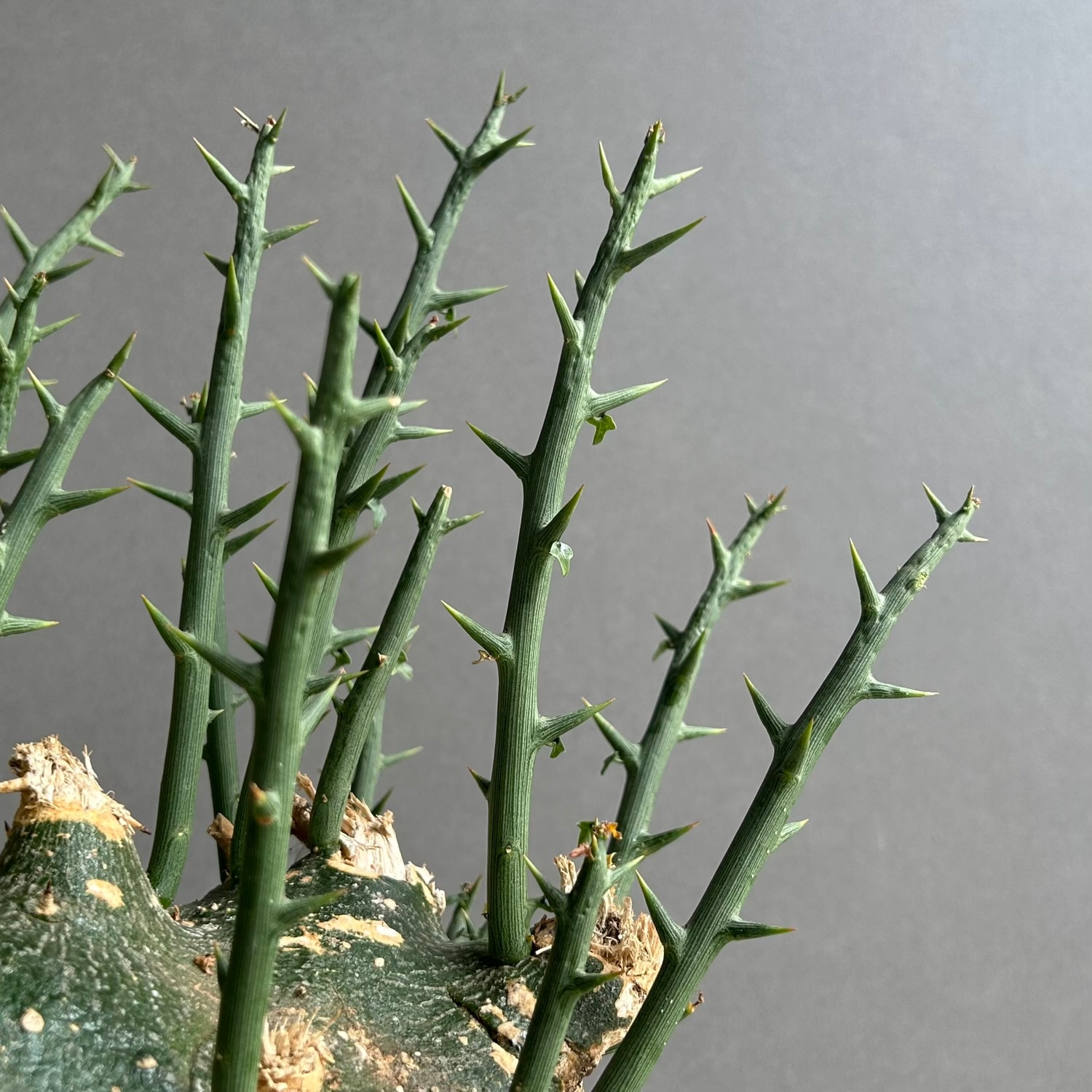 アデニア プセウドグロボーサ｜Adenia pseudoglobosa｜希少コーデック