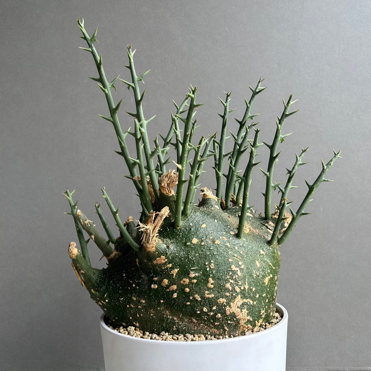 アデニア プセウドグロボーサ｜Adenia pseudoglobosa｜希少コーデック