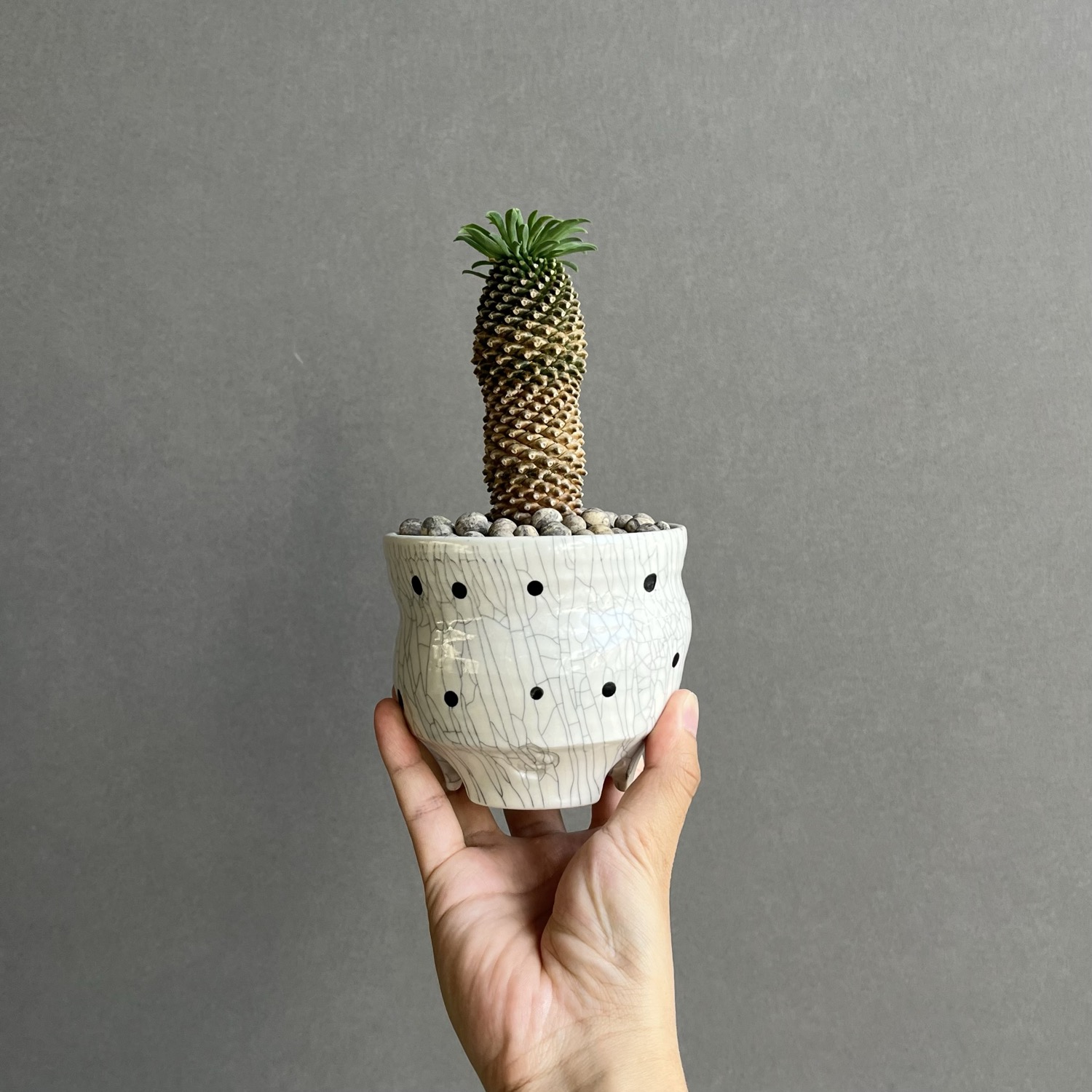 ソテツキリン ユーフォルビア Euphorbia Sotetsukirin｜塊根植物 多肉
