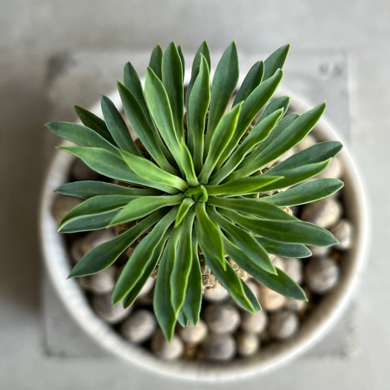 ソテツキリン ユーフォルビア Euphorbia Sotetsukirin｜塊根植物 多肉