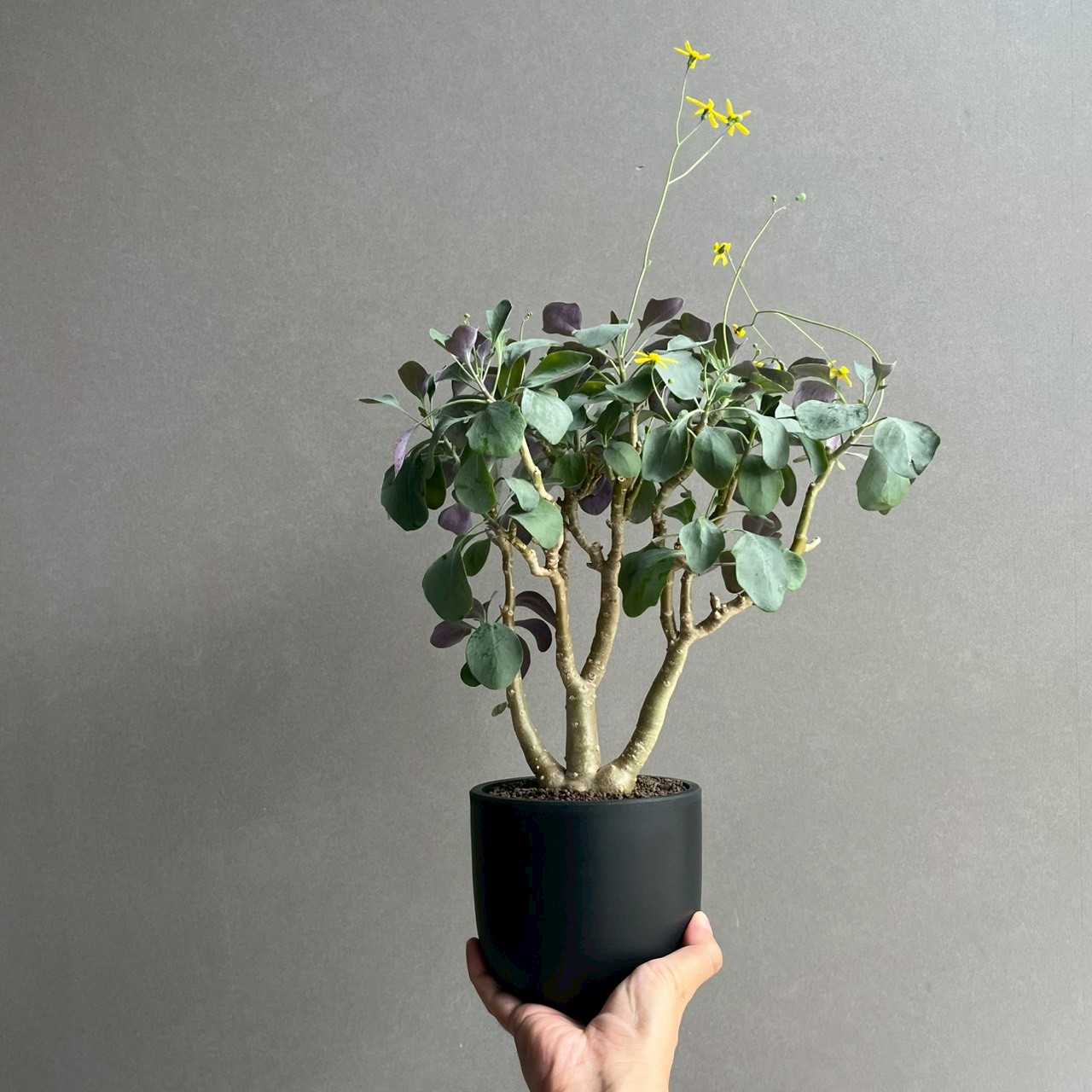 オトンナ トリプリネルビア｜美しいフォルムの塊根植物・冬型