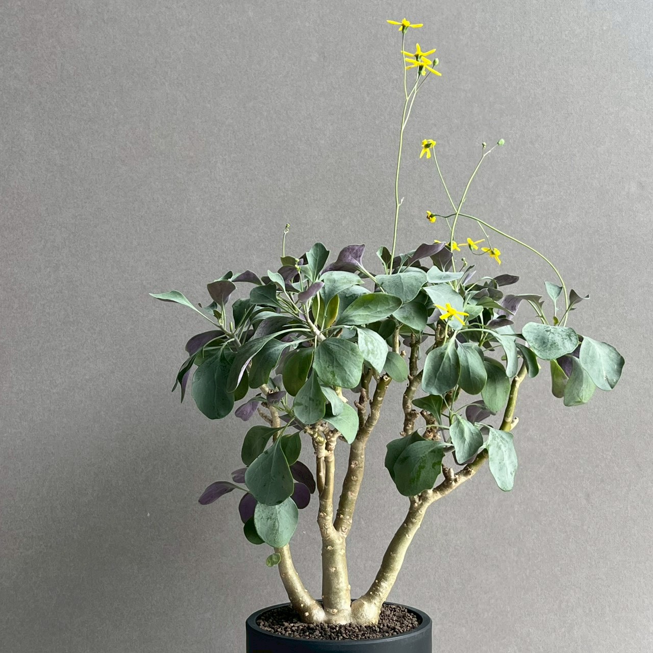 オトンナ トリプリネルビア｜美しいフォルムの塊根植物・冬型