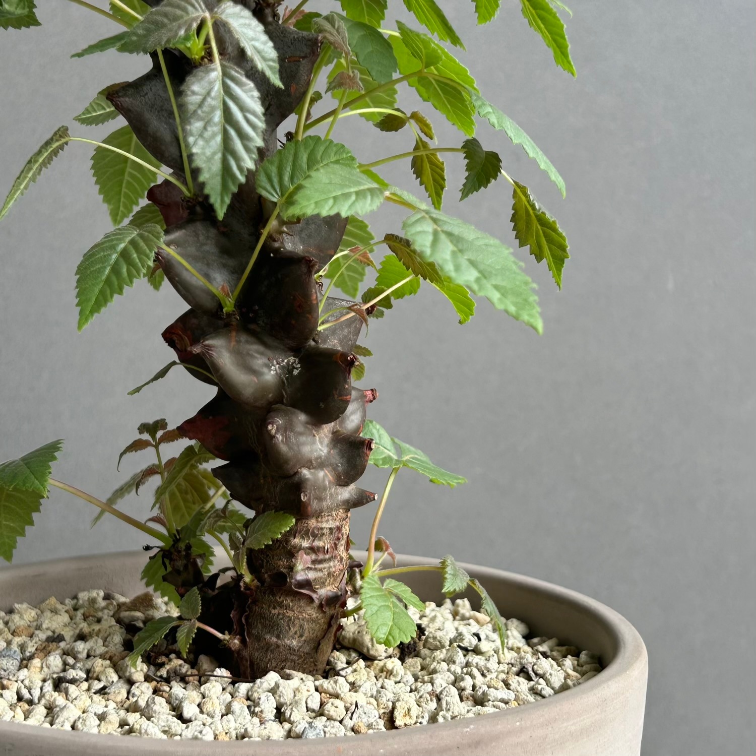 ベイセリア メキシカーナ｜Beiselia mexicana｜珍奇植物｜松竹園