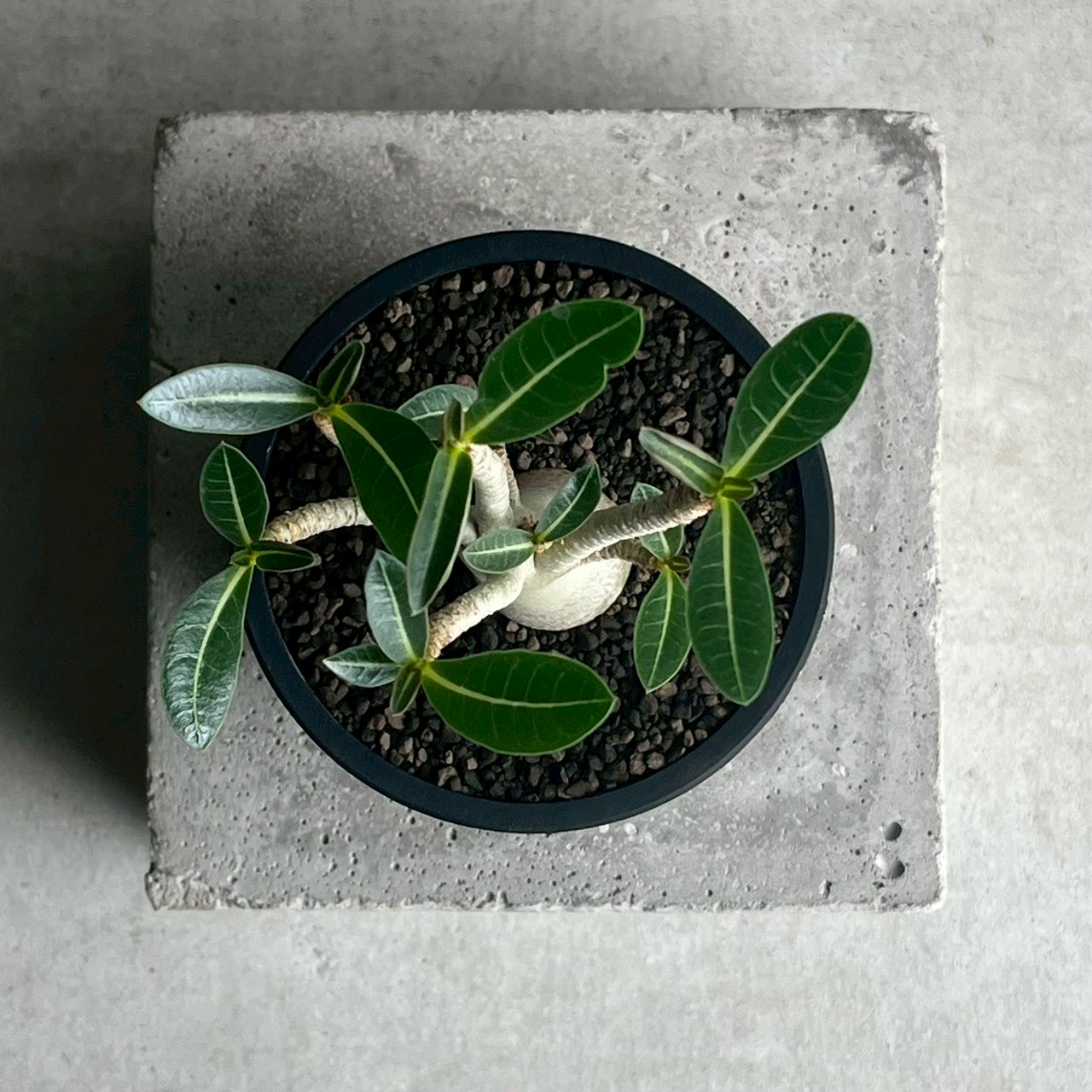 アデニウム アラビカム｜コンパクトで美しい樹形の塊根植物｜タイ育種