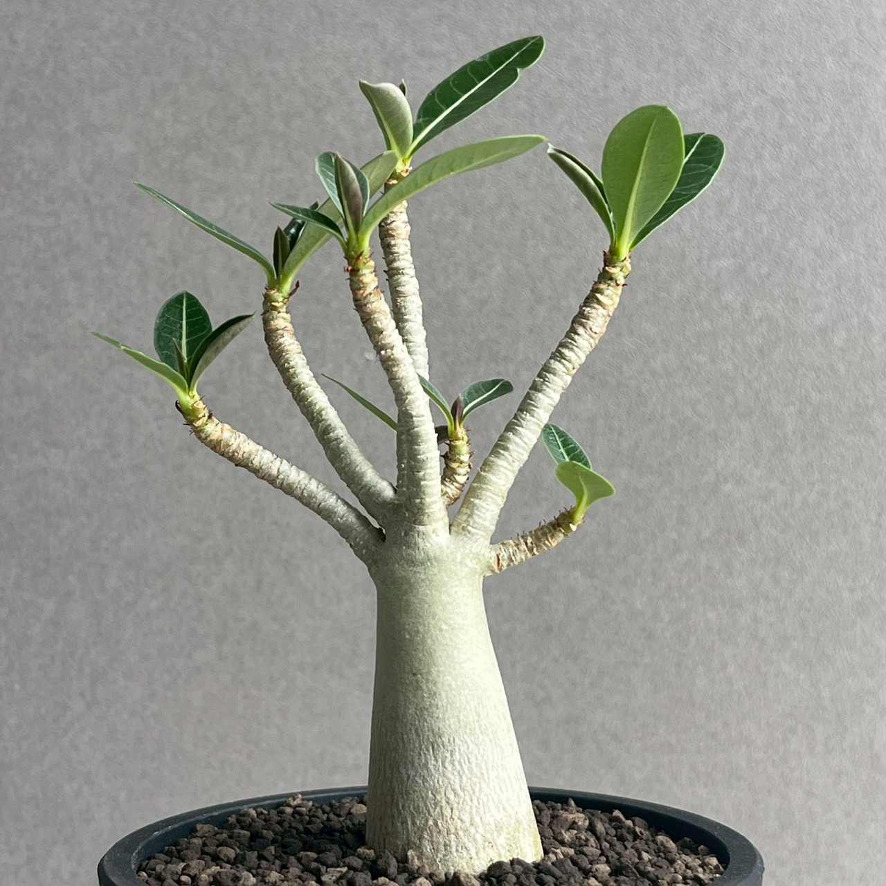 アデニウム アラビカム｜コンパクトで美しい樹形の塊根植物｜タイ育種