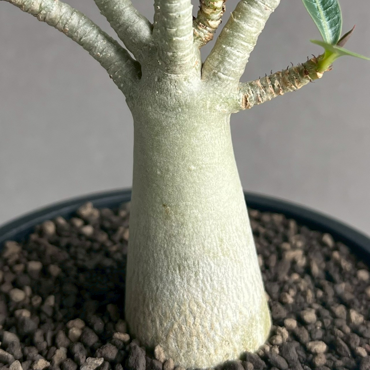 アデニウム アラビカム｜コンパクトで美しい樹形の塊根植物｜タイ育種