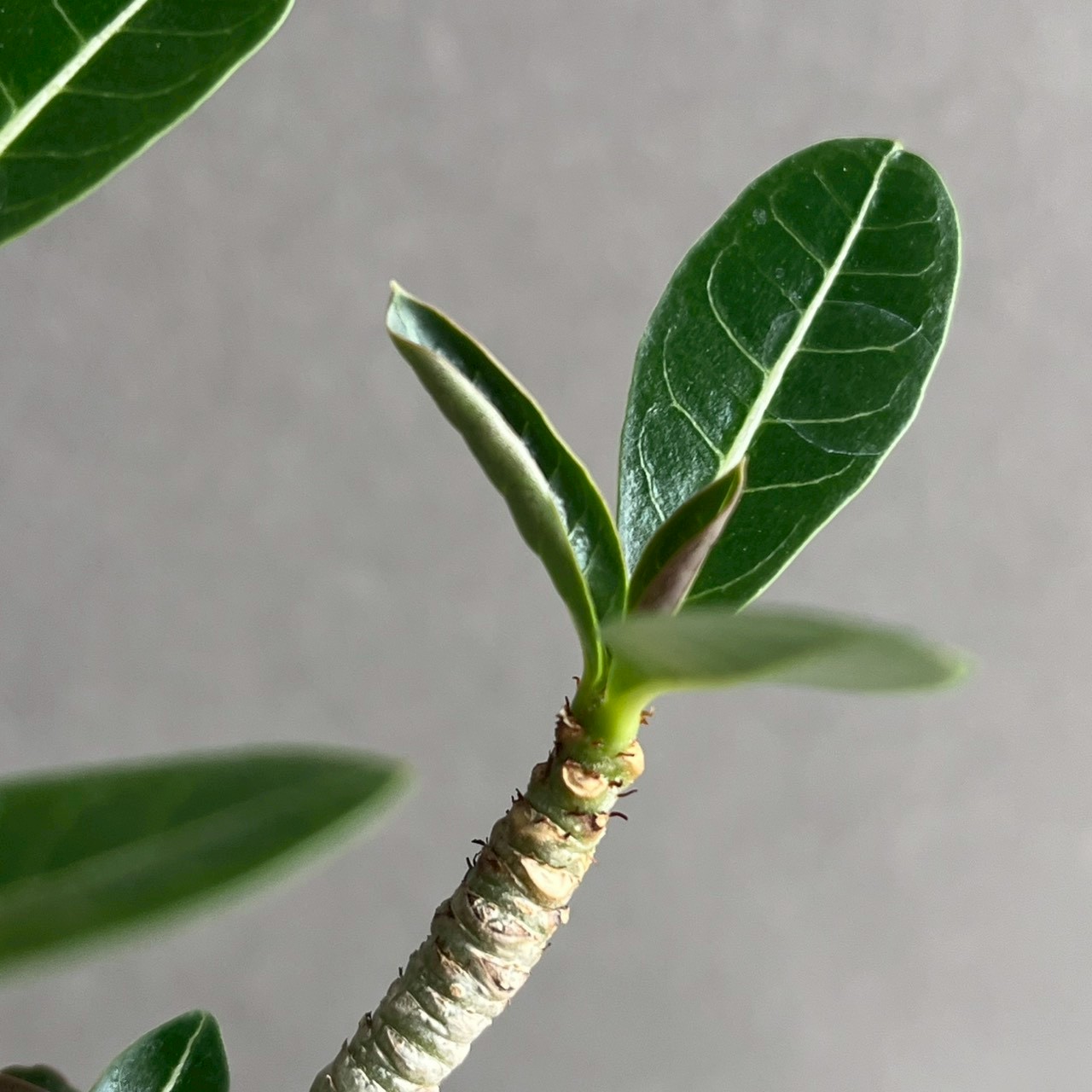 アデニウム アラビカム｜コンパクトで美しい樹形の塊根植物｜タイ育種