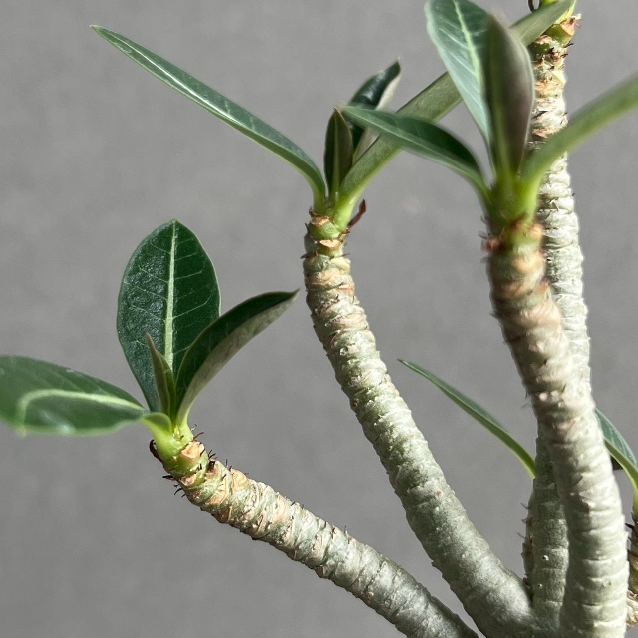 アデニウム アラビカム｜コンパクトで美しい樹形の塊根植物｜タイ育種