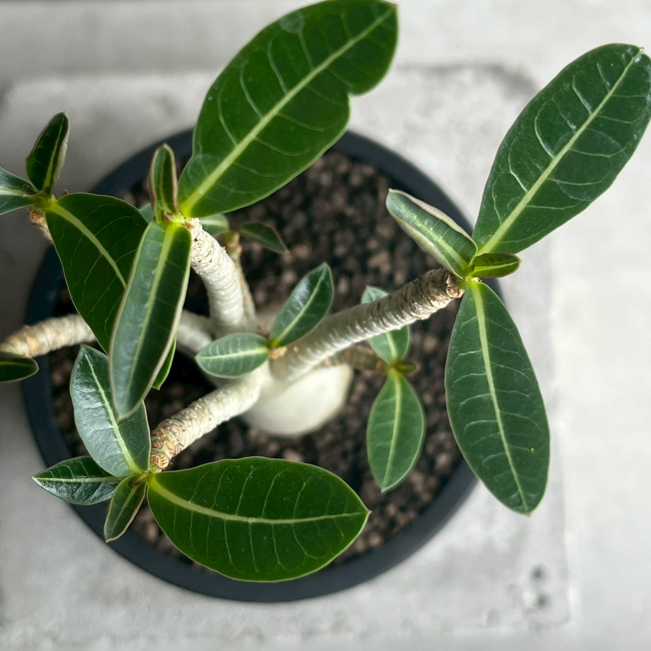 アデニウム アラビカム｜コンパクトで美しい樹形の塊根植物｜タイ育種