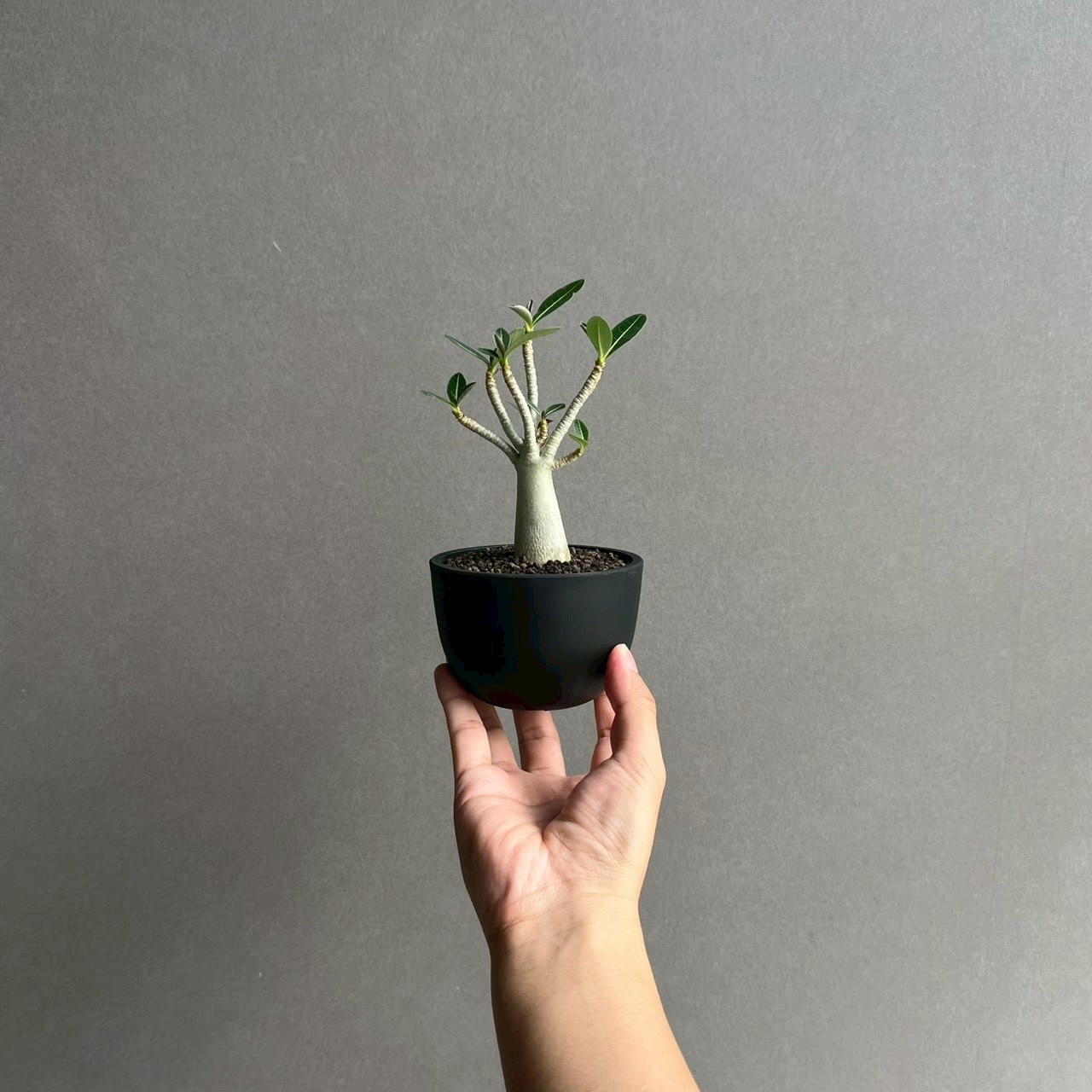 アデニウム アラビカム｜コンパクトで美しい樹形の塊根植物｜タイ育種