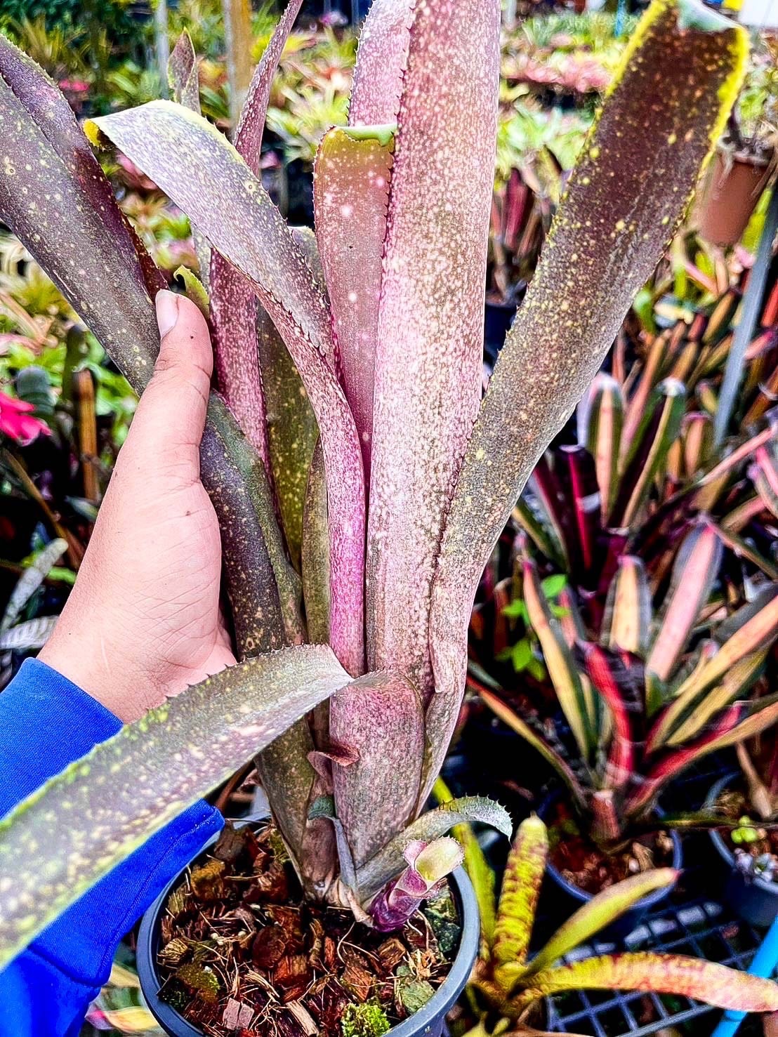 Billbergia 'Purple Haze' × ('Hallelujah' × 'Hallelujah