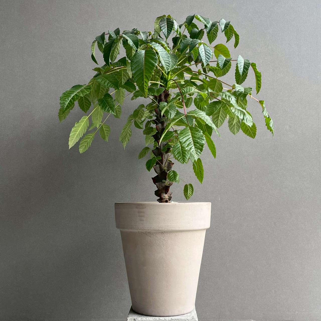 ベイセリア メキシカーナ｜希少な一属一種の塊根植物・独特な樹皮が